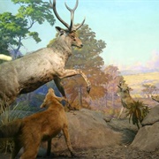 Sambar and Wild Dog Diorama