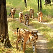 Tadoba-Andhari Tiger Reserve, India