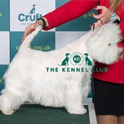 West Highland White Terrier
