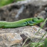 Balkan Green Lizard