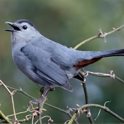 Grey Catbird
