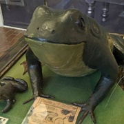 Coleman Frog