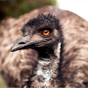 Emu