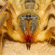 Giant Camel Spider
