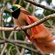 Raggi's Bird of Paradise