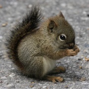 Baby Squirrel