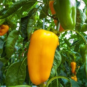 Puszta Peppers