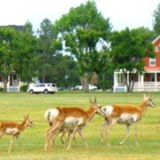 Pronghorn of F.E. Warren Air Force Base