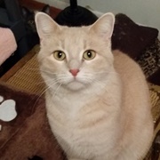 Beige Cat