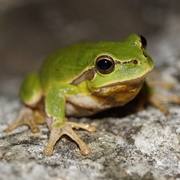 European Tree Frog