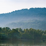 New Guinea Rainforest, Indonesia/Papua New Guinea