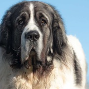 Pyrenean Mastiff