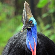 Double Wattled Cassowary