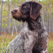 German Wirehaired Pointer