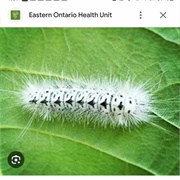 Hickory Tussockcaterpillar!