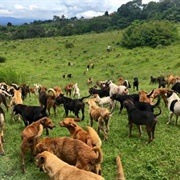 Territorio De Zaguates (Land of Strays)
