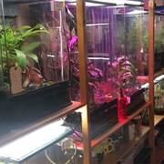 Texas Triffid Ranch (Permanently Closed)