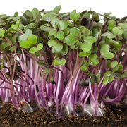 Cabbage Sprouts