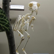 Museum of Osteology and Skulls Unlimited