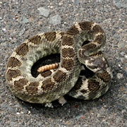 Northern Pacific Rattlesnake