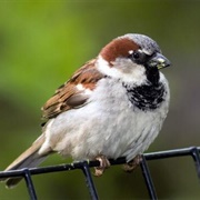 House Sparrow
