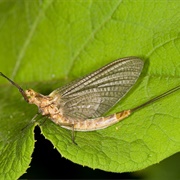 Mayfly