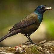 Common Grackle