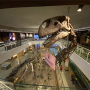 Paleozoological Museum of China