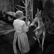 The Beverly Hillbillies: "The Giant Jackrabbit" (S2,E16)