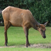 Elk of Jaspar