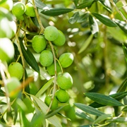 Nocellara Del Belice