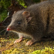 Tasmanian Dusky Antechinus