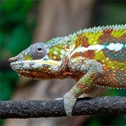Panther Chameleon
