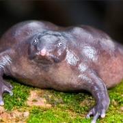 Purple Frog