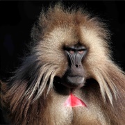 Gelada Baboon