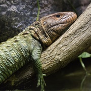 Northern Caiman Lizard