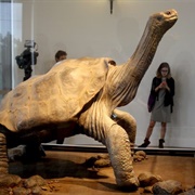 Lonesome George at the Fausto Llerena Breeding Center