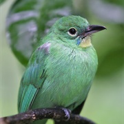 Greater Green Leafbird