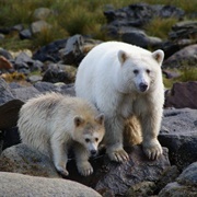 Spirit Bears of the Great Bear Rainforest