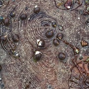 Sunken Forests of Rye