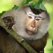 Pigtail Macaque