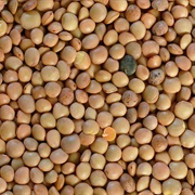 Réunion Lentils
