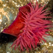 Northern Red Anemone