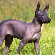 Mexican Hairless