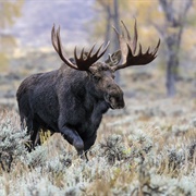 Moose