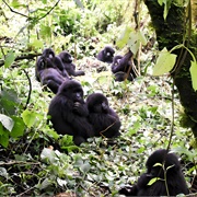 Virunga National Park, Democratic Republic of Congo