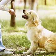 Dog Training
