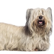 Skye Terrier