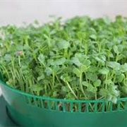Daikon Sprouts