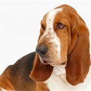 Basset Hound